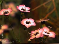 Gilia tricolor - Bird's Eye Gilia