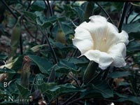 Datura wrightii - Jimson Weed