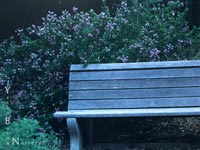 Ceanothus impressus 'Mesa Lilac' - California-Lilac