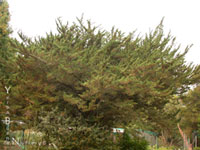 Cupressus macrocarpa - Monterey Cypress