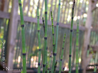 Equisetum hyemale - Horsetail