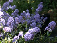 Ceanothus 'Tilden Park' - California Ceanothus