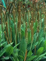 Plantago maritima - Plantain