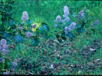 Ceanothus arboreus 'Trewithen Blue' - Feltleaf Ceanothus