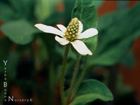 Anemopsis californica - Yerba Mansa