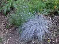 Festuca 'Siskiyou Blue' - Fescue