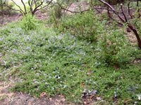 Ceanothus hearstiorum - Hearst Ceanothus