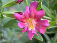 Mimulus 'Trish' - Monkeyflower