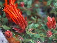 Monardella macrantha - Hummingbird Mint