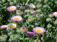 Erigeron glaucus 'Sea Breeze' - Seaside Daisy