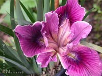 Iris 'Native Warrior' - Dwarf PCH Iris