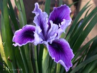 Iris 'Silver Moon' - Pacific Coast Hybrid Iris