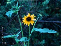 Helianthus annuus - Annual Sunflower