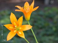 Lilium parvum crocatum - Fairy Lily