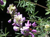 Lupinus arboreus - Purple Bush Lupine