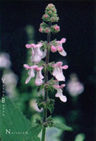 Stachys bullata - Wood Mint