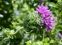 Monardella villosa x purpurea - Coyote Mint