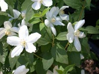 Philadelphus microphyllus 'Desert Snow' - Mock Orange