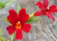 Mimulus 'Dark Red' - Hybrid Monkeyflower