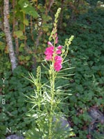 Sidalcea oregana - Oregon Checkerbloom