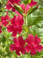 Mimulus 'Kathy's Pink' - Pink Monkeyflower