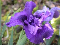 Iris - PCH Iris