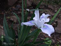 Iris 'Snow Queen' - PCH Iris