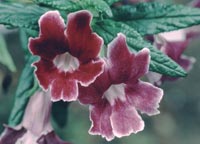 Mimulus 'Purple Hybrid' - Purple Monkeyflower