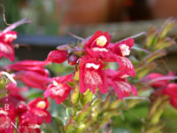 Penstemon newberryi sonomensis 'St. Helena' - Mountain Pride