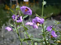 Solanum xantii 'Salmon Creek' - Nightshade