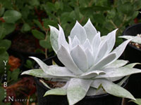 Dudleya brittonii - Britton's Dudleya