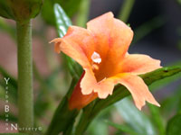 Mimulus 'Robin' - Monkeyflower