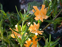 Mimulus bifidus - Monkeyflower