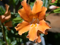 Mimulus 'Peach Hybrid' - Peach-Colored Monkeyflower