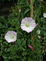 Calystegia macrostegia cyclostegia 'Candy Cane' - Coastal Morning Glory