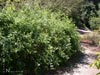 Rosa californica - 