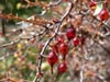 Ribes speciosum - 