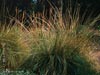 Muhlenbergia rigens - 