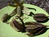 Aristolochia californica - 