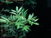 Lyonothamnus floribundus asplenifolius - 