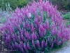 Lupinus albifrons - 