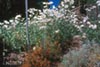 Romneya coulteri - 