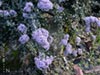 Ceanothus maritimus 'Point Sierra' - 