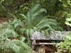 Polystichum munitum - 