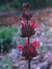 Salvia spathacea - 