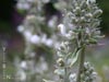 Salvia apiana - 