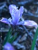 Iris douglasiana - 