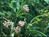 Asclepias fascicularis - 