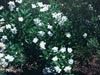 Carpenteria californica - 