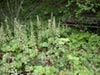 Heuchera maxima - 